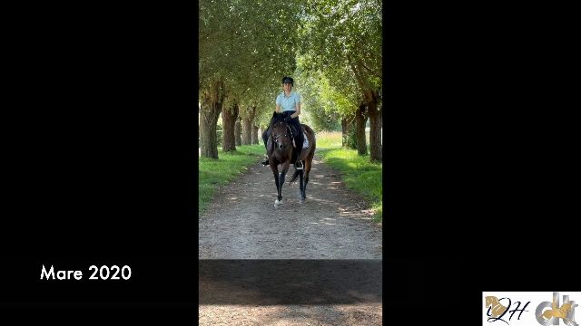 pampas base — video 1