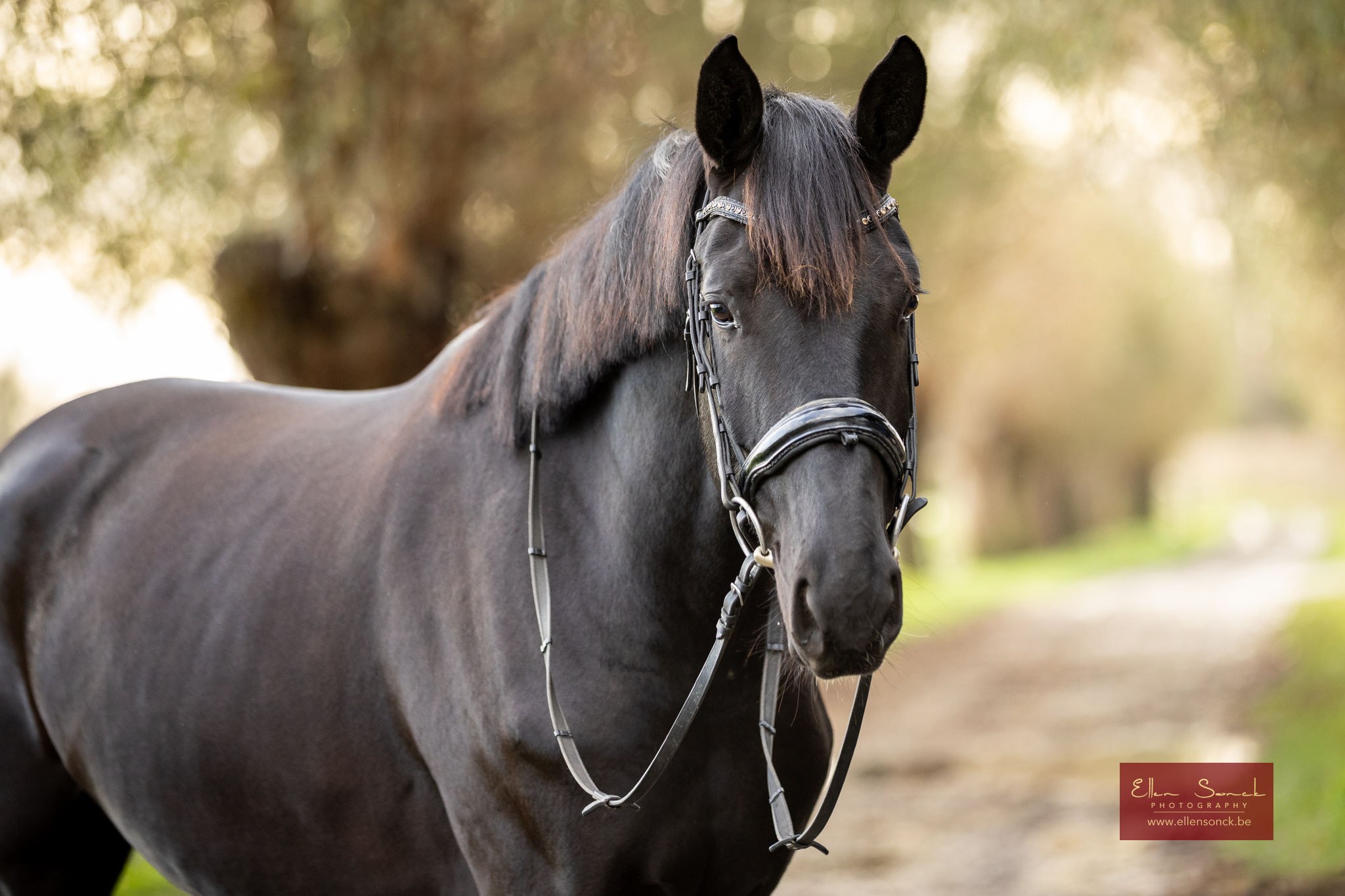Dressuurpaard