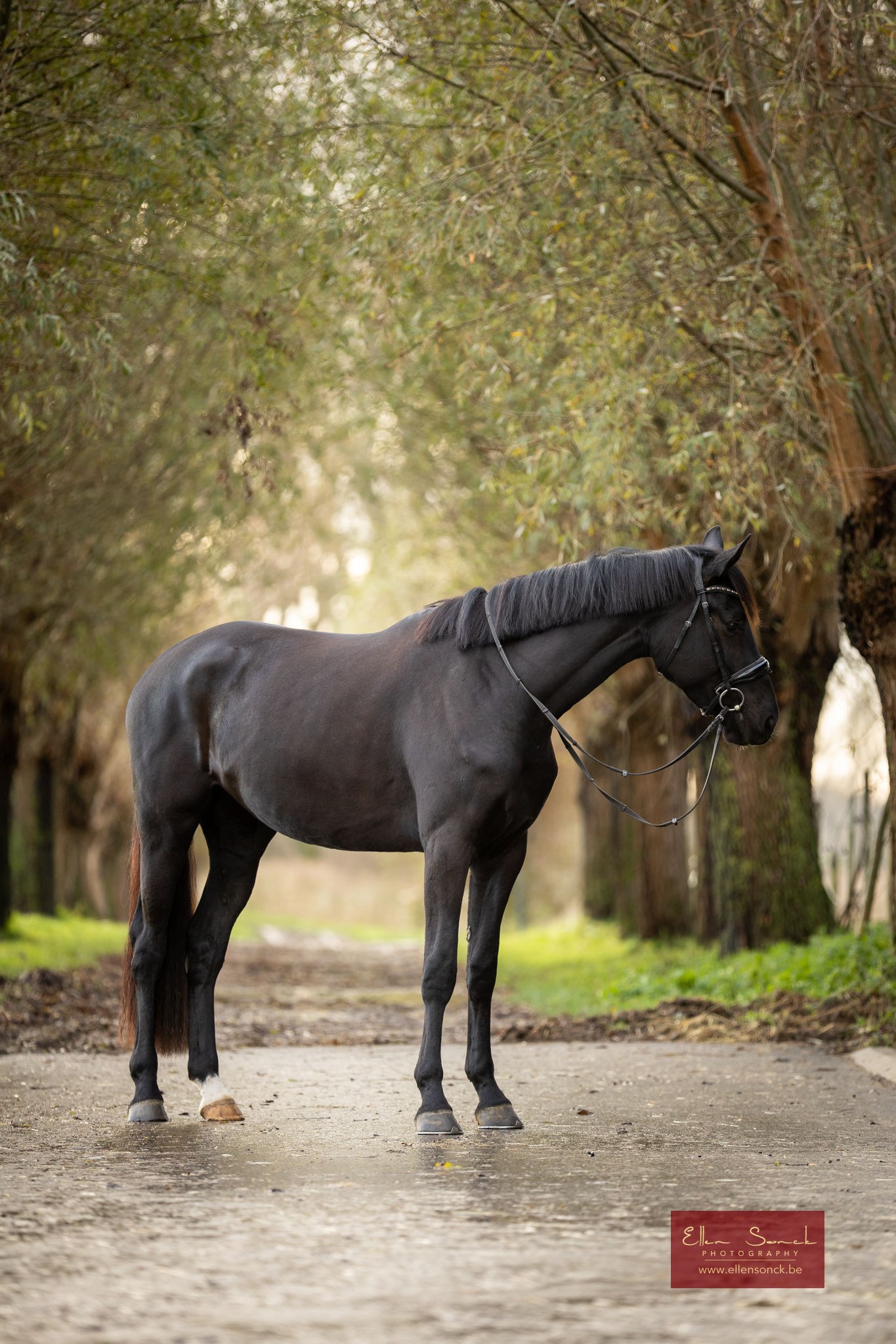 Dressuurpaard