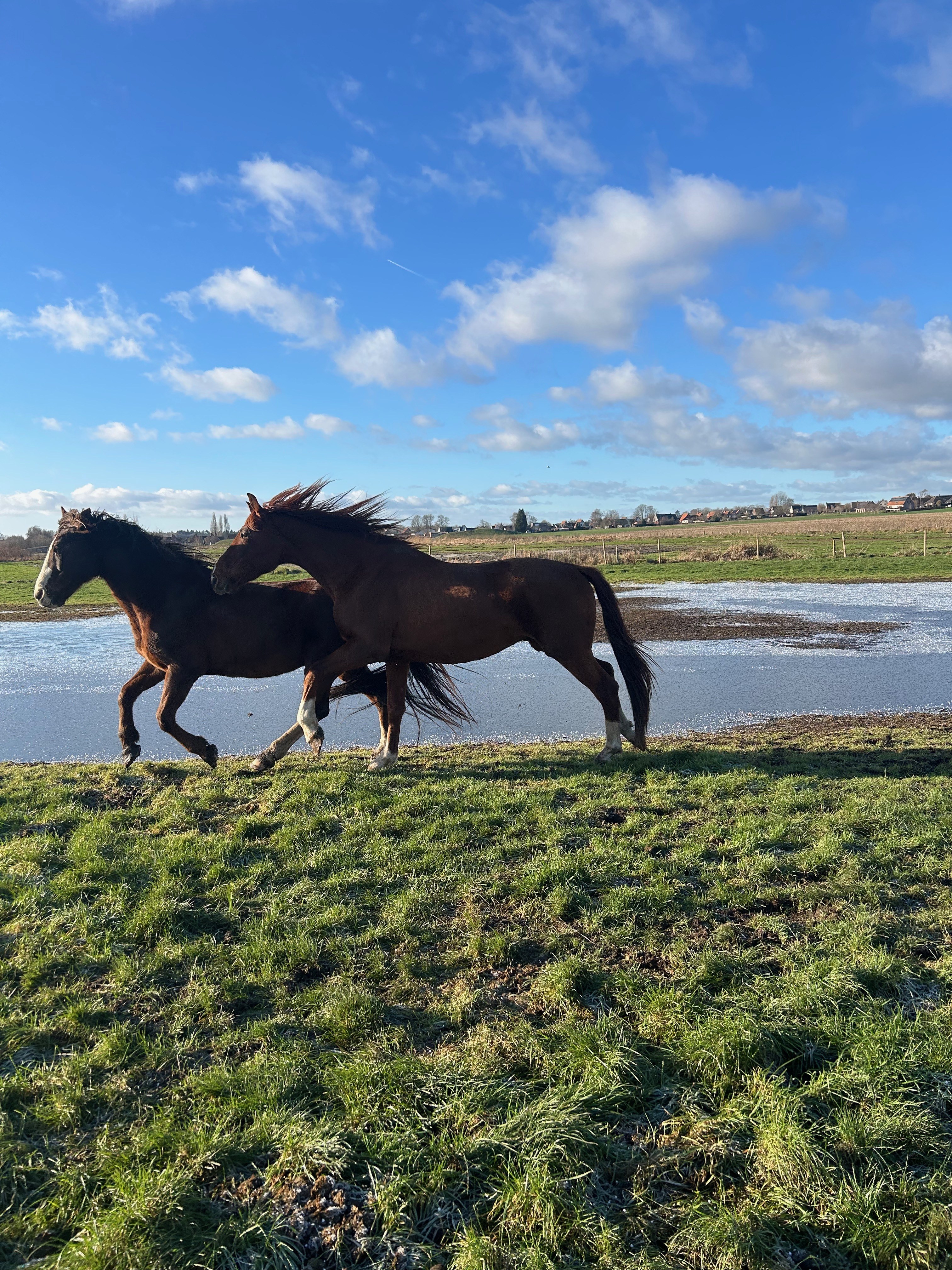 Paard op stal