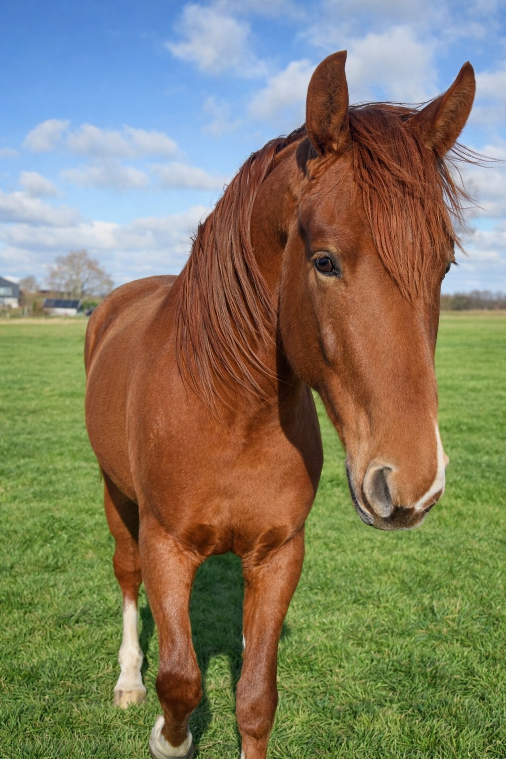 Paard in de weide