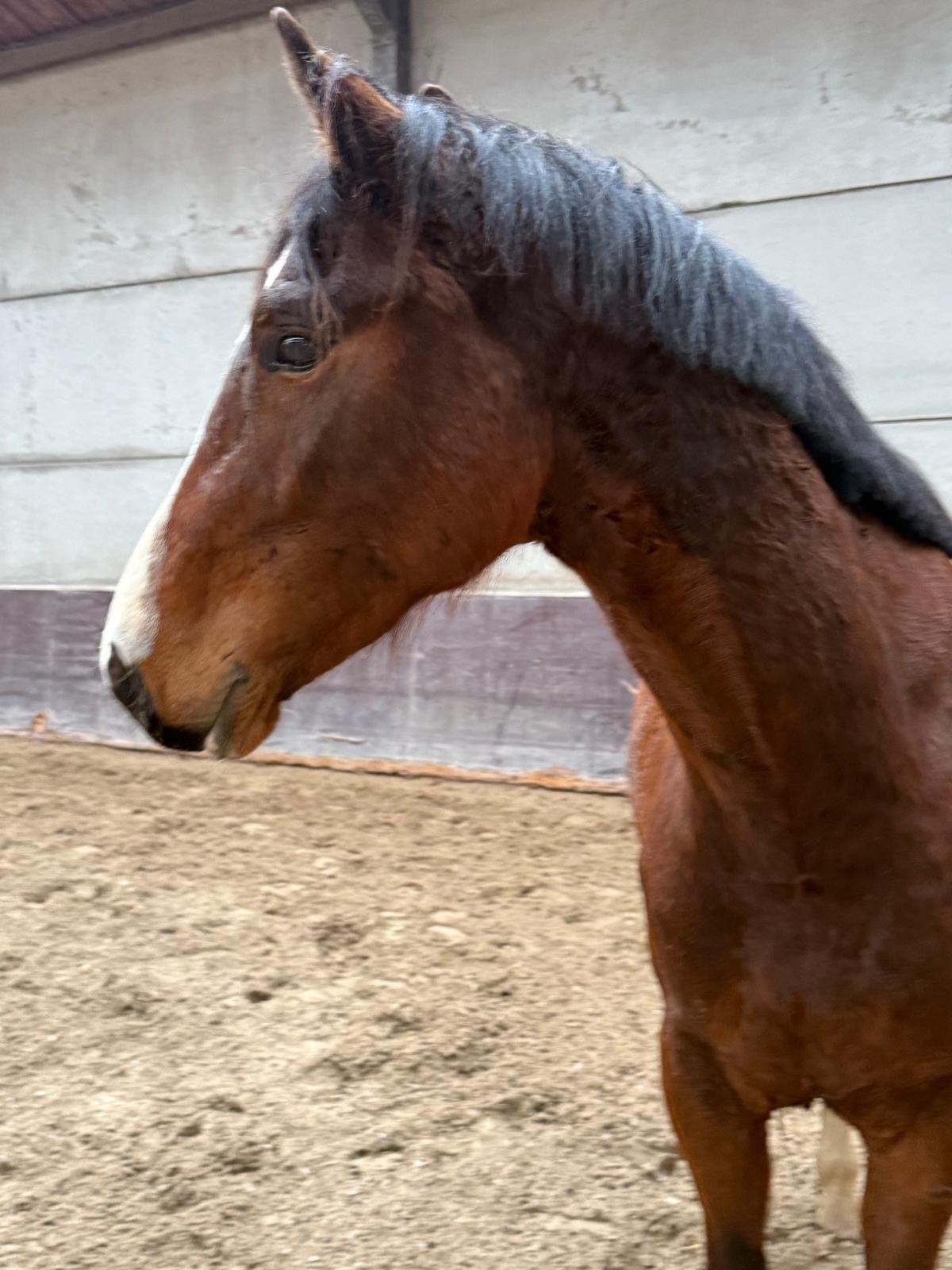 Dressuurpaard